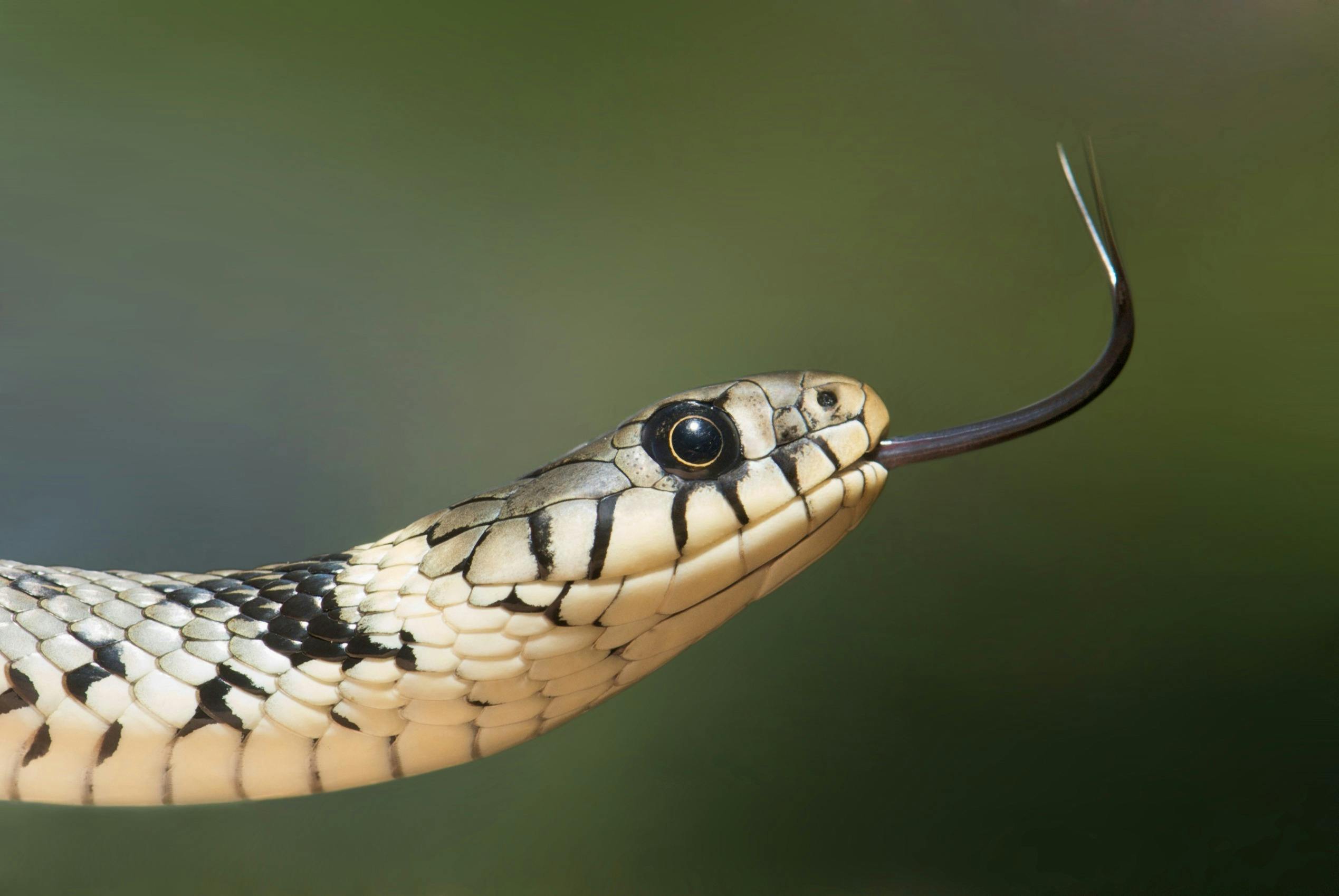 Significado de sonhar com cobra: Desvendando símbolos e mensagens espirituais