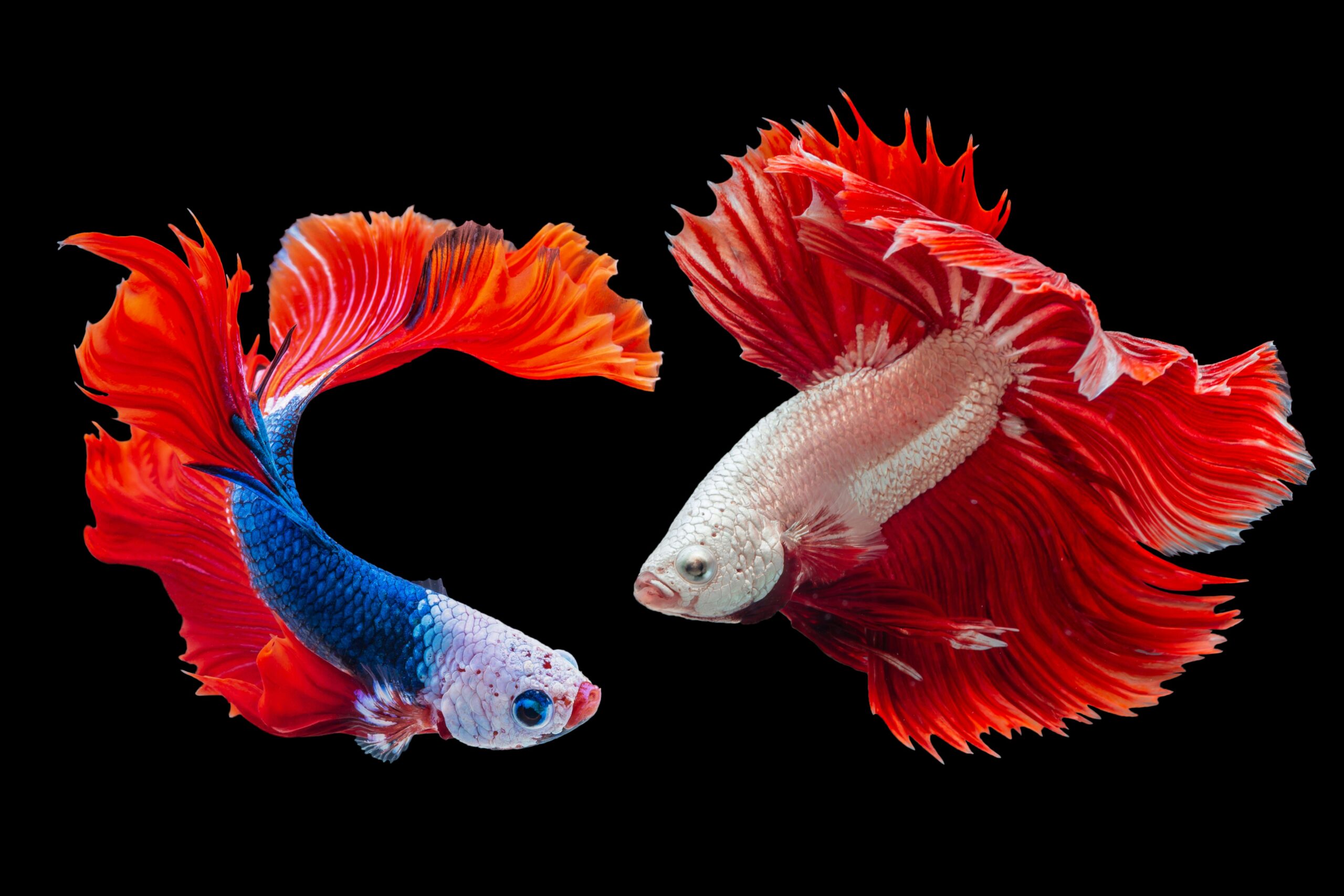 O Que a Bíblia Diz Sobre Sonhar Com Peixes: Significado e Reflexões
